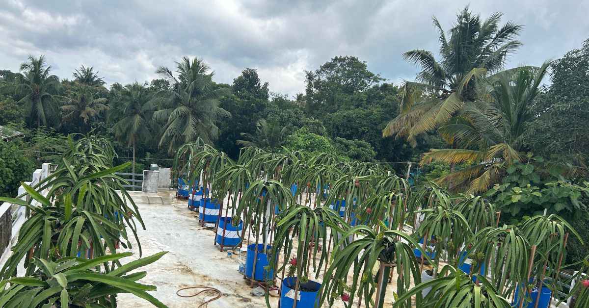 Remabhai grows 100 plants of dragon fruits in 50 large plastic barrels.