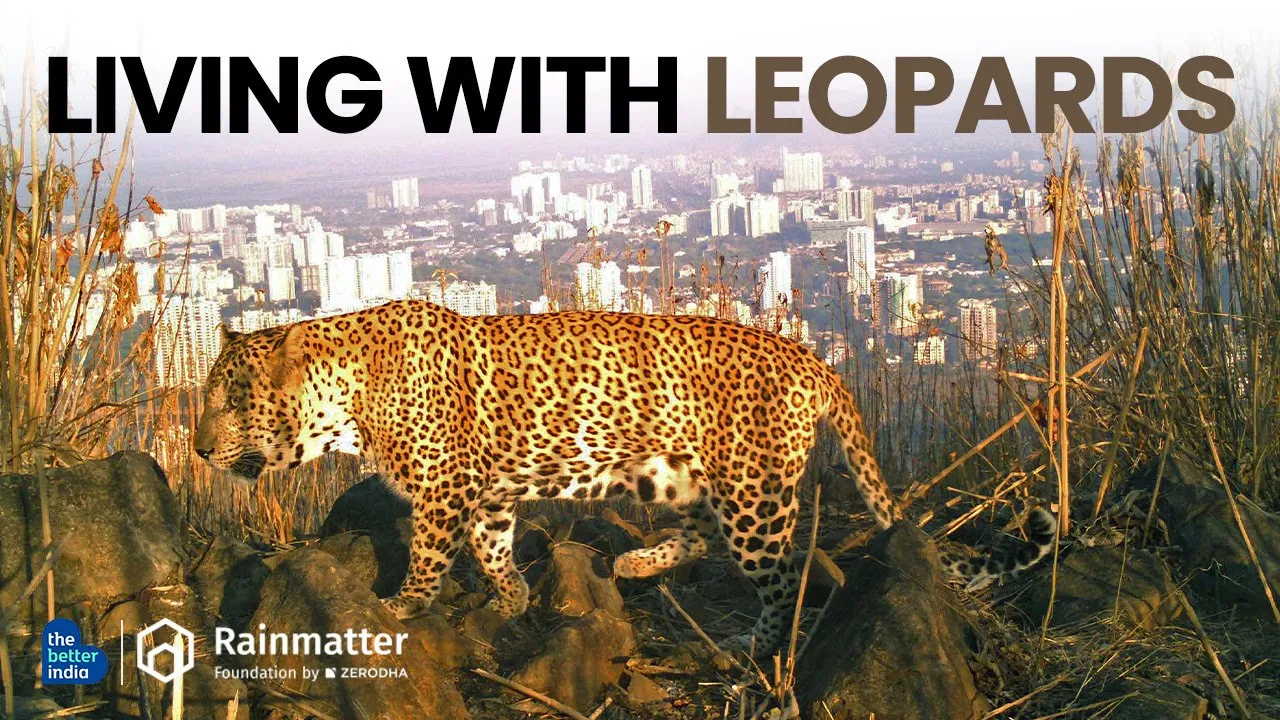 Leopards In Environment Living with Leopards @RainmatterFoundation | #wildlife | #environment ...