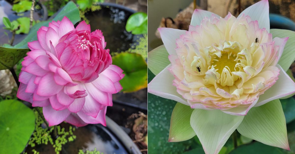 Lathika's rare and prized lotus specimens: the Ancient Maple Leaf (L) and the 1,000-petal lotus (R).