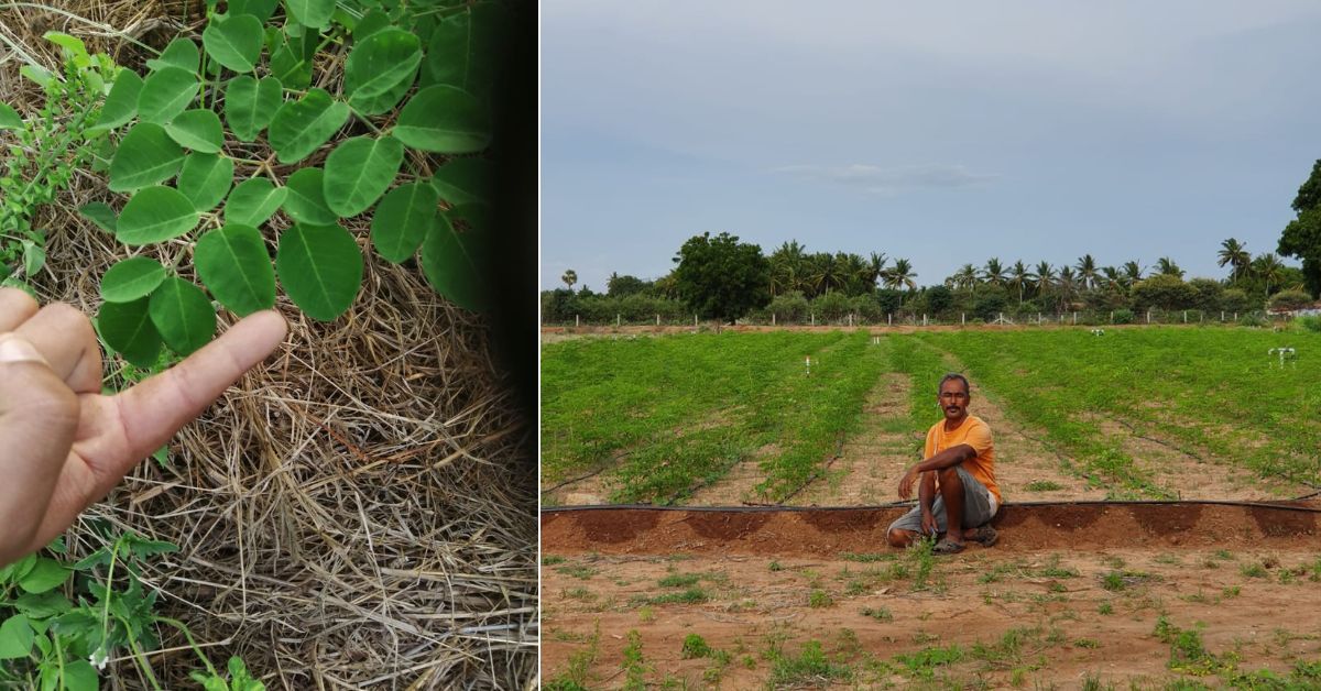 Dr Saravanan's plants (L) and his moringa farm (R) 