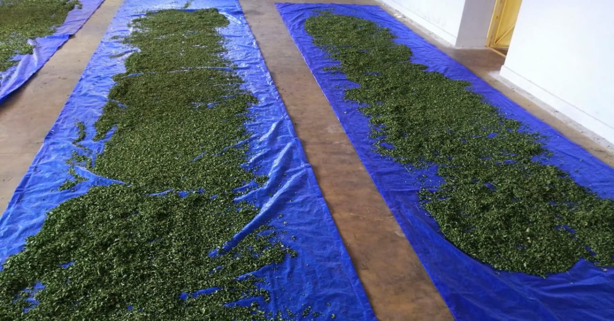 Dr Saravanan dries moringa leaves under shade before processing it into value-added products. 