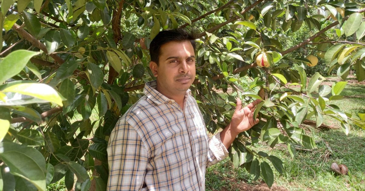 Ranjit decided to grow nutmeg as it is known for its dual yield of nutmeg and mace. 