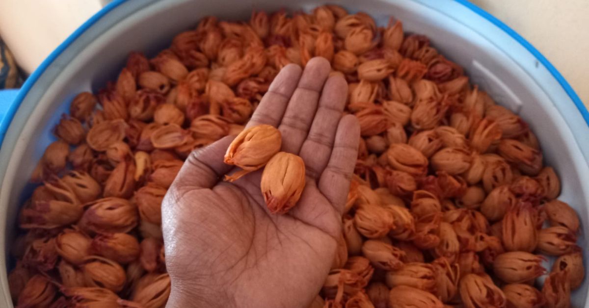  Nutmeg is a prized commodity for farmers in Pollachi region of Tamil Nadu.