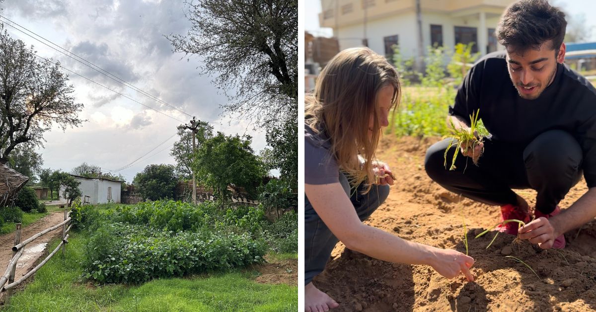 The land on which Vinyasa Earth stands is a food forest with fruit and vegetable trees and grains