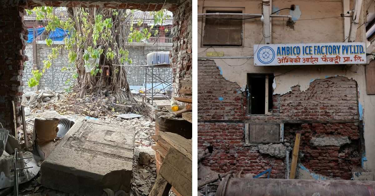 The banyan tree at the Ambico Ice Factory caught Kamal Malik's attention, prompting him to restore the place