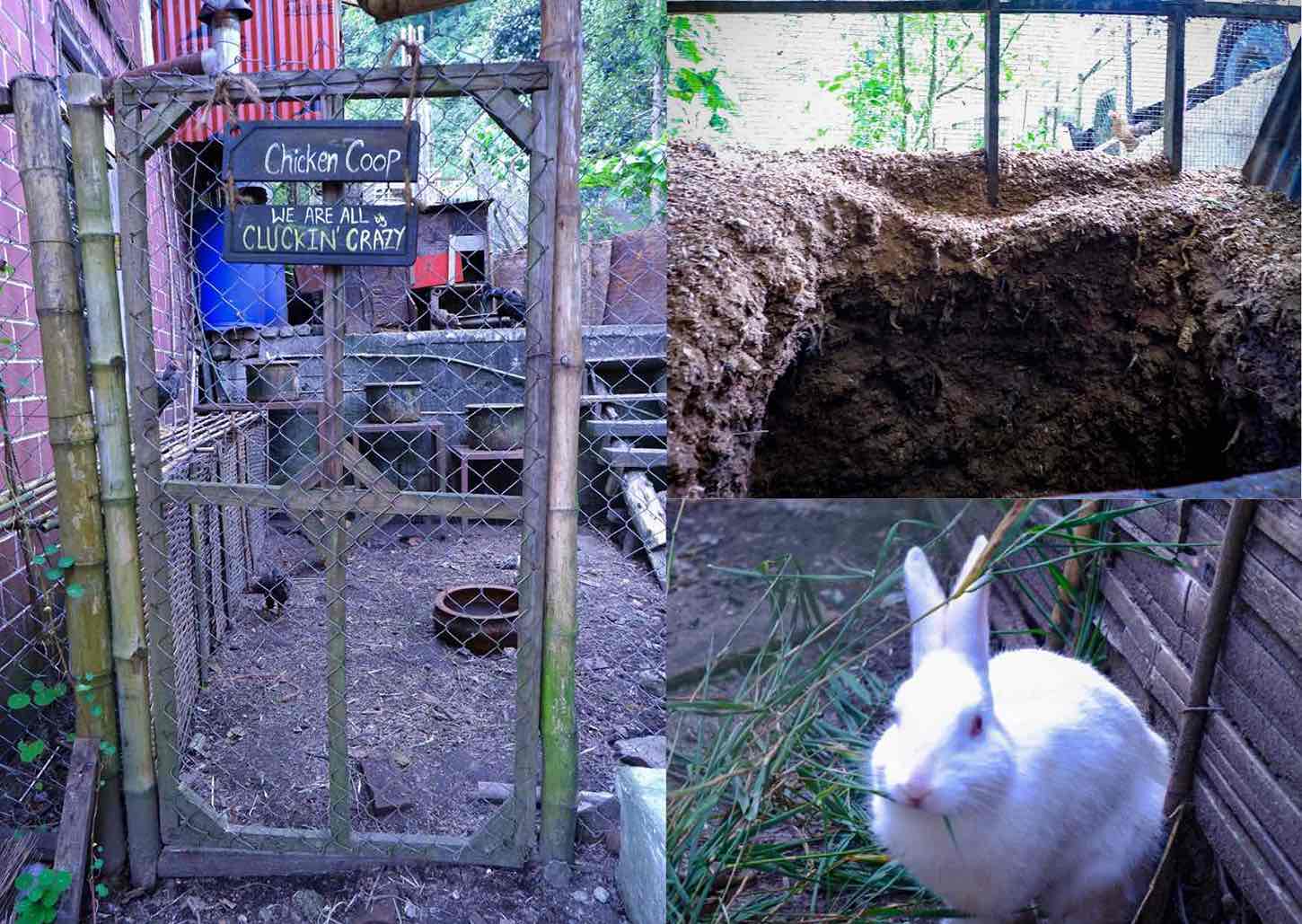 Waste-warriors at the Tieedi facility include a group of chickens, two rabbits expecting new friends soon, and two guinea pigs.