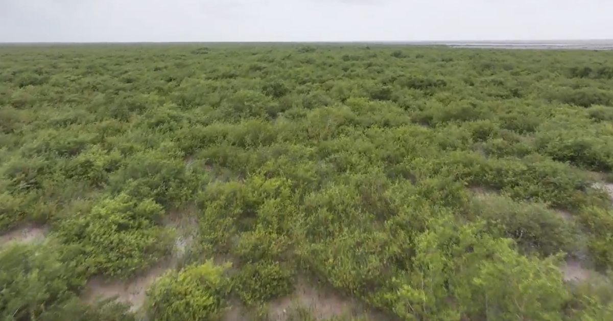 Drone shot of the mangrove plantation.