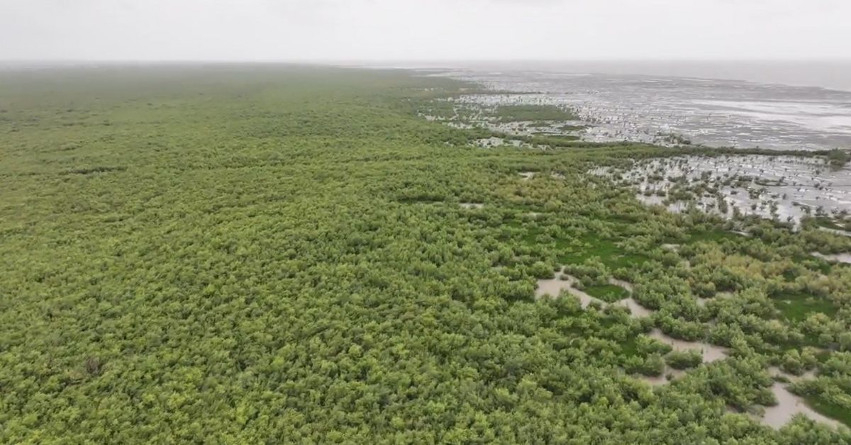 Mangrove plantation