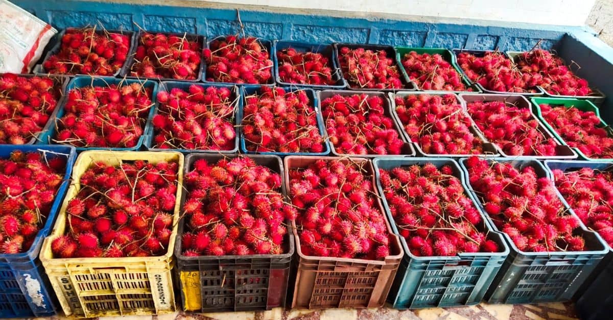 Rambutans ready for sale at Lohith's farm