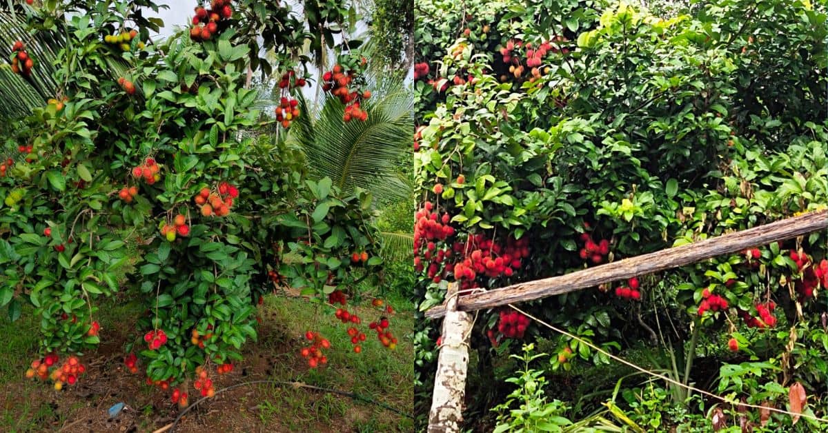 A rambutan feast at the farm!