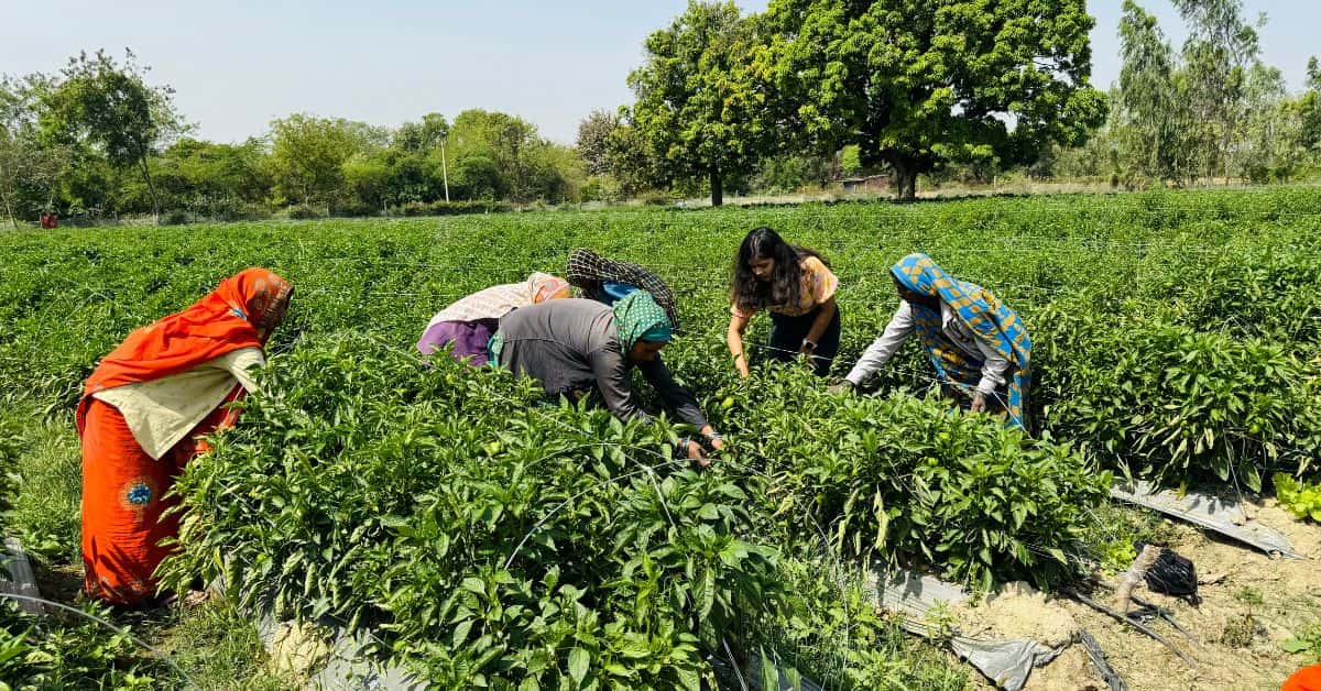 Several local women find employment at Anuskha's farm.