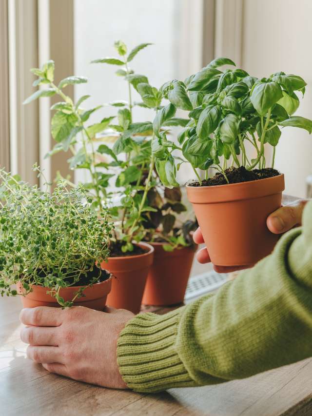 Start Your Mini Herb Garden: 7 Simple Plants To Grow at Home