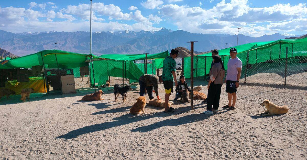 Stray dogs in Leh 