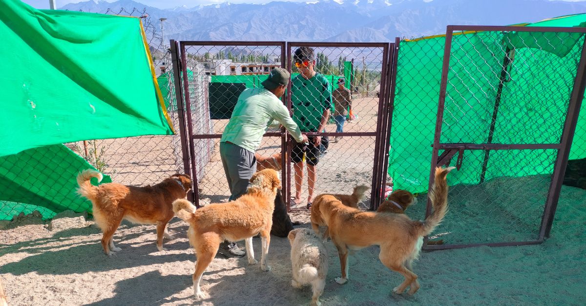 Stray dogs at the shelter