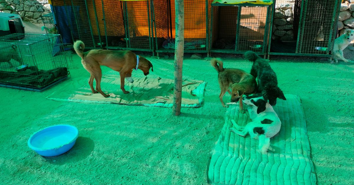 Injured stray dogs 