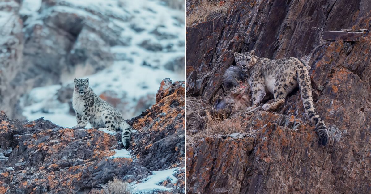 Snow Leopard (Images courtesy Karamjeet Singh/X)