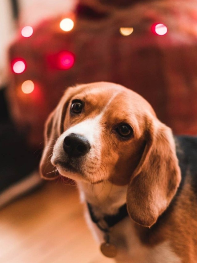 Pets Deserve to Celebrate Too! How to Create an Animal-Friendly Festive Celebration