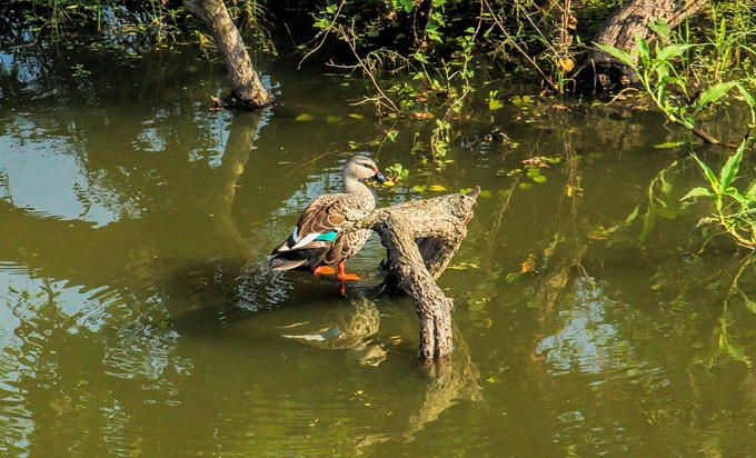 Spot Bill Duck taking a swim at the sanctuary.