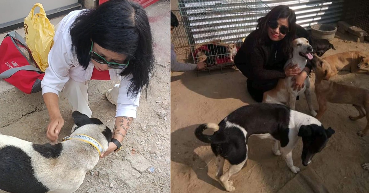 1 Woman’s 8-Kilometre Daily Mission To Save Hundreds of Stray Dogs