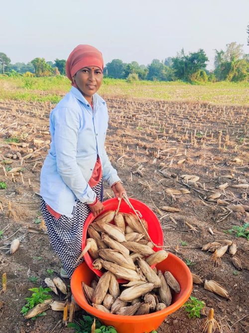 Savita Sunil Dakle engaged in farming activities