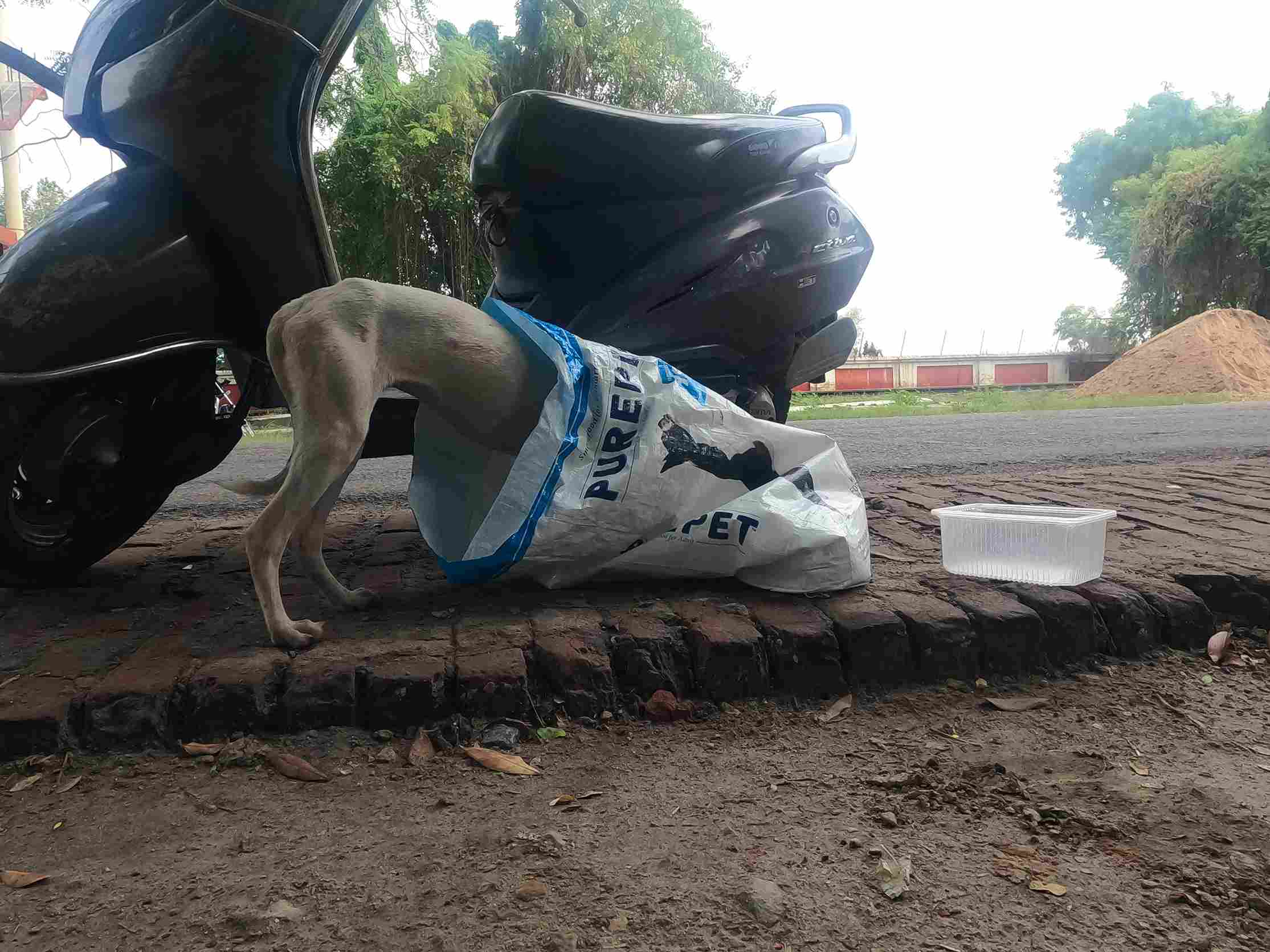 A street dog eating a meal provided by The Kind Hour Foundation, receiving nourishment and care.