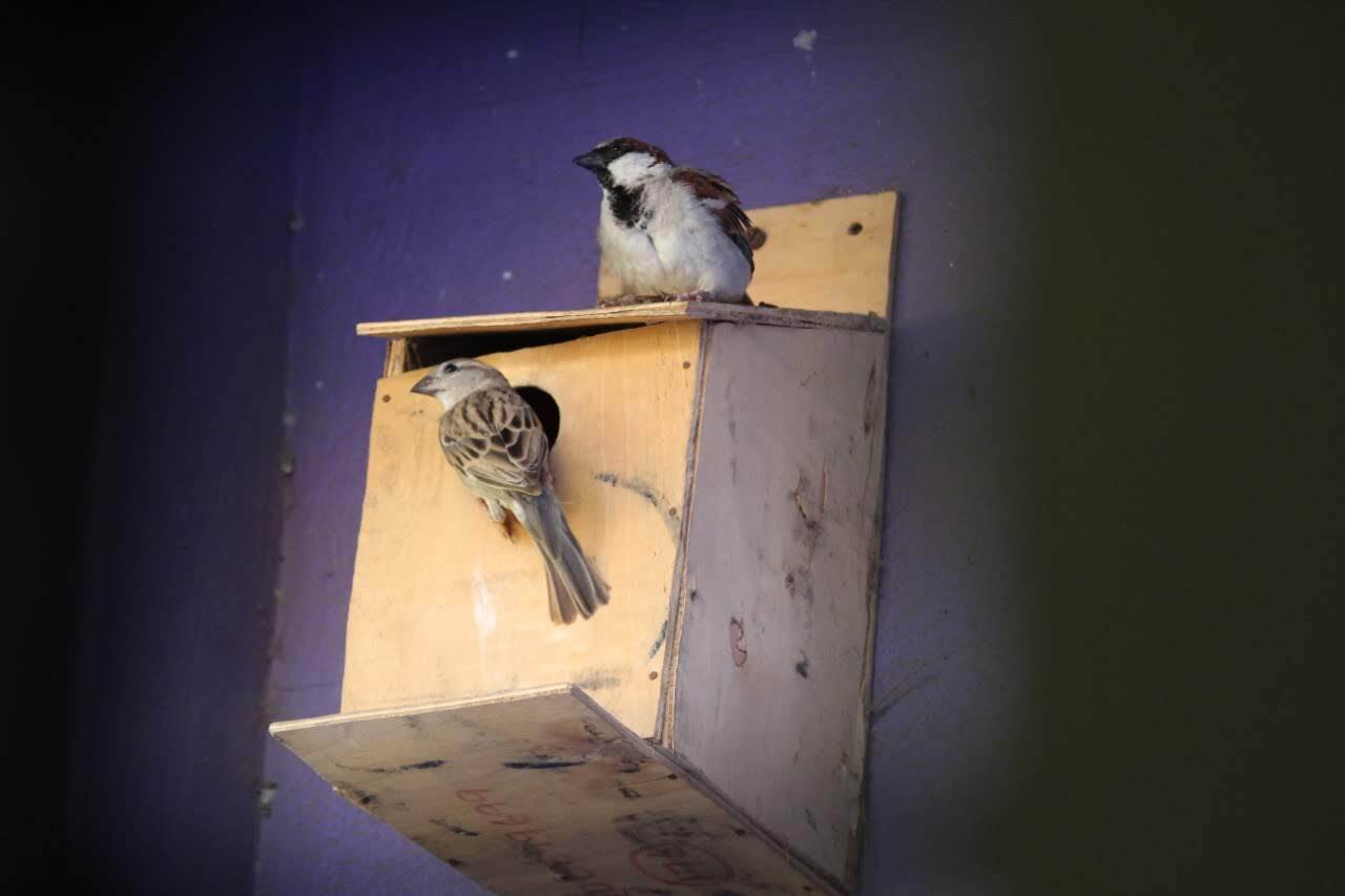 Two sparrows enjoy the comfort of one of Koodugal Nest's boxes