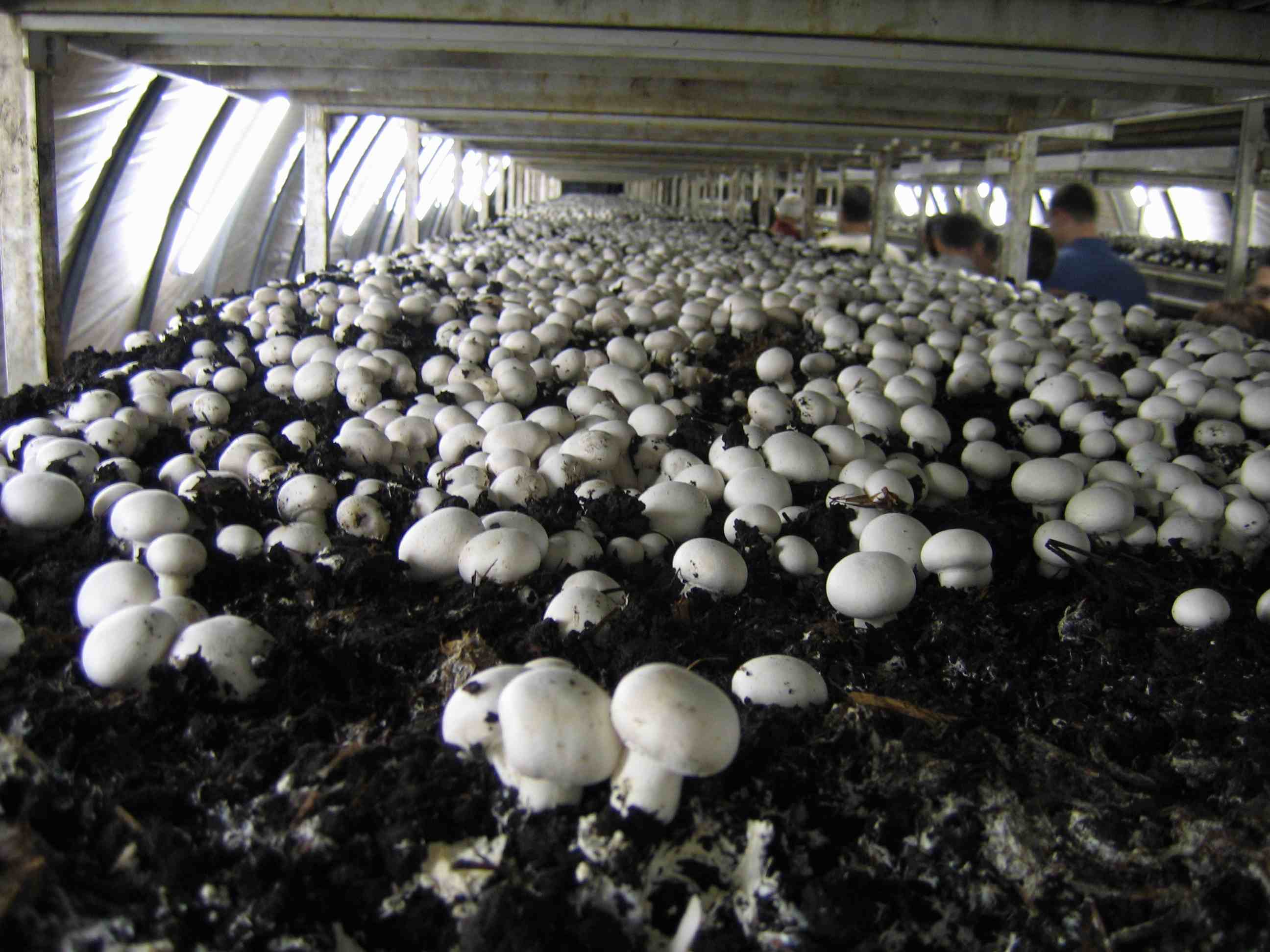 A farm of button mushrooms