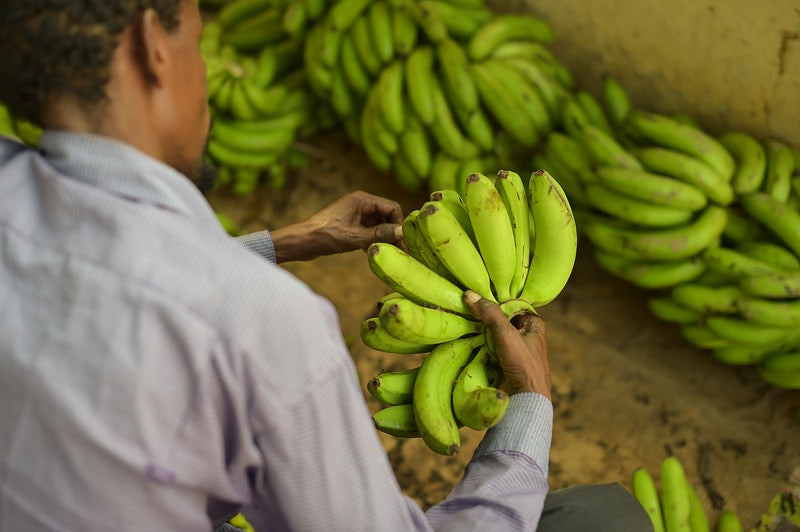 How Indian Farmers Can Resgister for the Pradhan Mantri Fasal Bima Yojana (PMFBY)