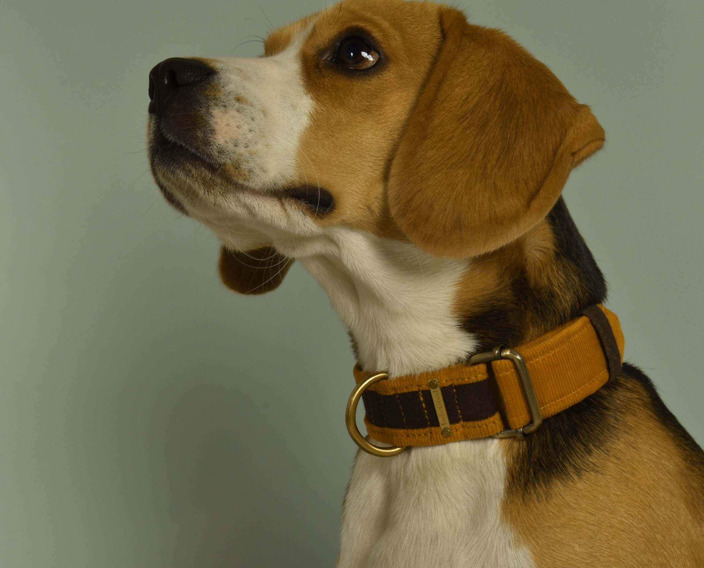 A happy dog proudly wears an IndieGood collar, crafted with eco-friendly materials for both comfort and sustainability.