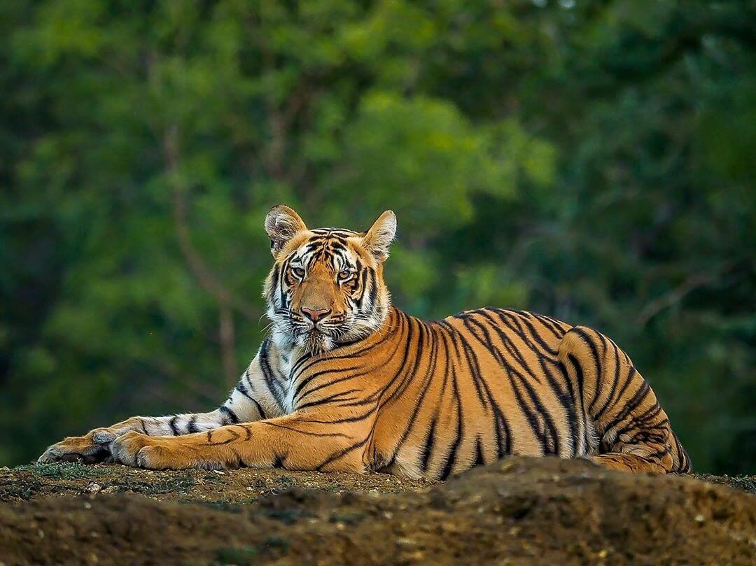 Royal-Bengal-Tiger