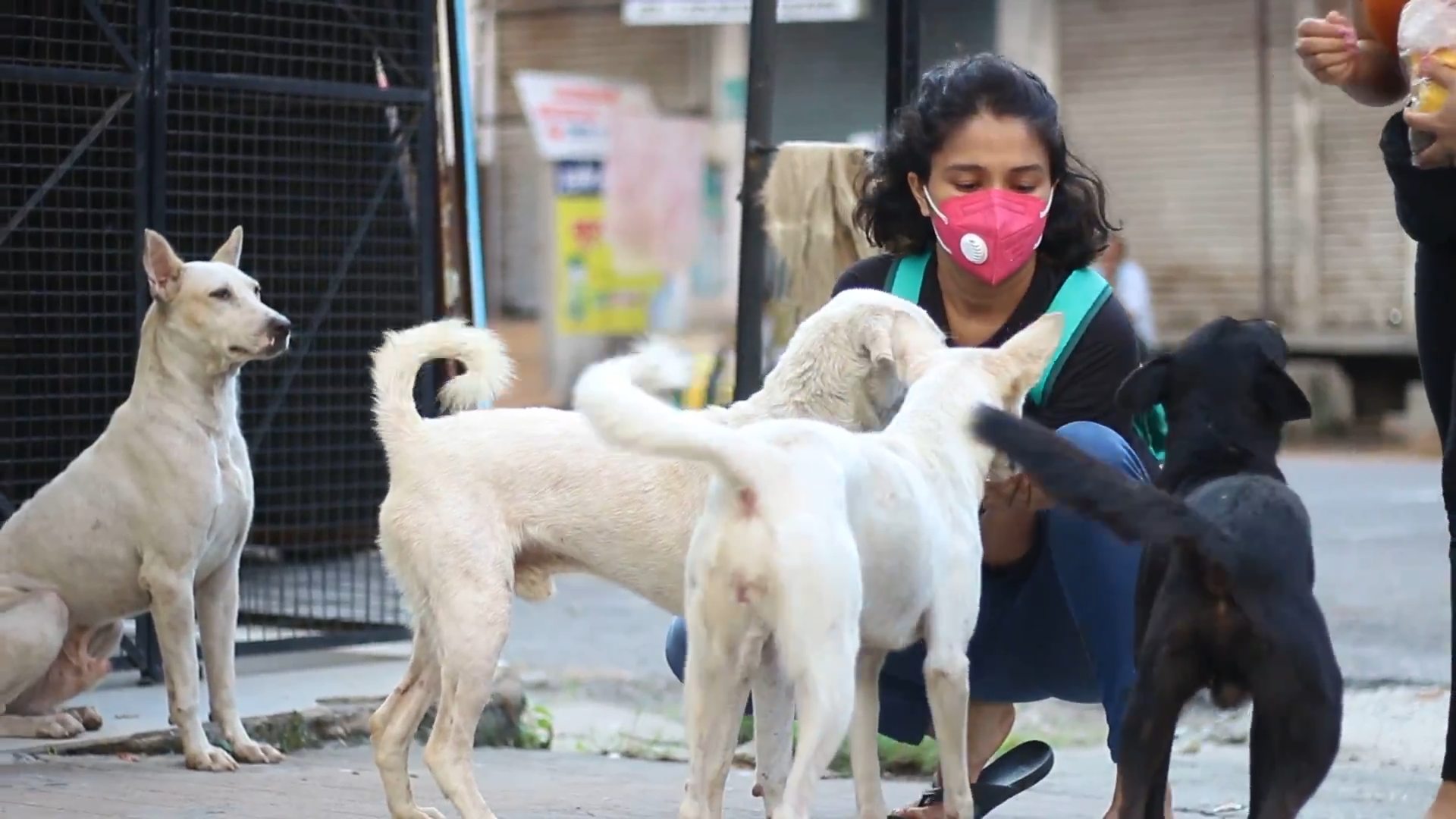 Mouli Mehrotra feeding street dogs, offering care and nourishment as part of her animal welfare efforts.