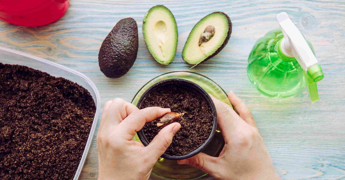 9 Tips for Growing Avocados Indoors: A Guide for Urban Farmers in Small Spaces