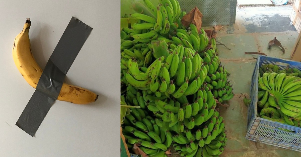 Viral vs Valuable: $6.24 Million Banana on Your Wall or True Fruits of Labour, Earning Rs 50L a Year