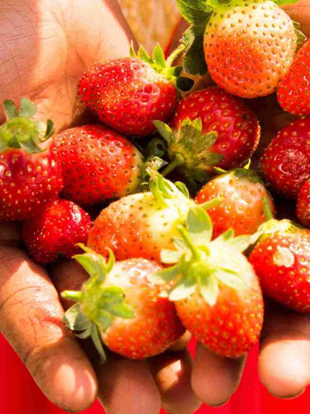 From Strawberries to Dragon Fruit: A Beginner’s Guide To Growing 12 Delicious Fruits at Home