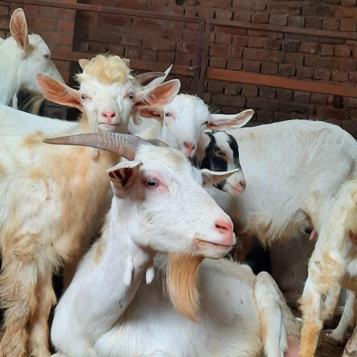 A group of white Saanen goats sitting together in a calm, relaxed posture, with their distinct all-white coats and gentle expressions, typical of this high milk-producing breed.