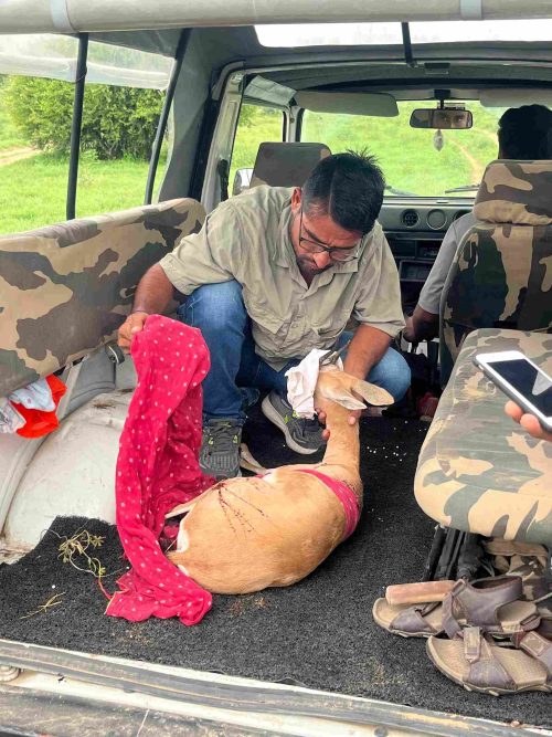 Sharvan tending to an injured deer/ 