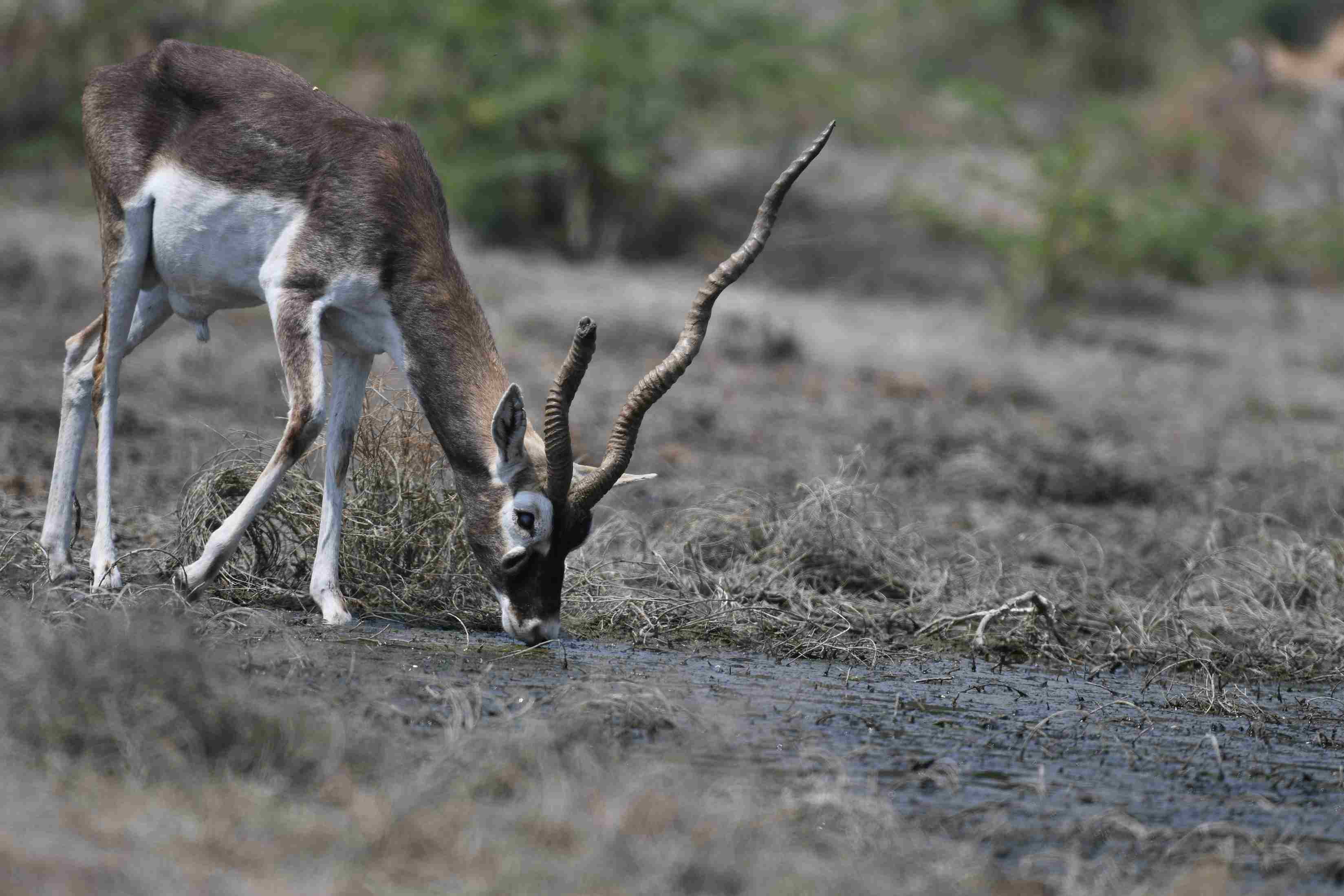 A bluckbuck drinking the polluted Jogri river's water. 