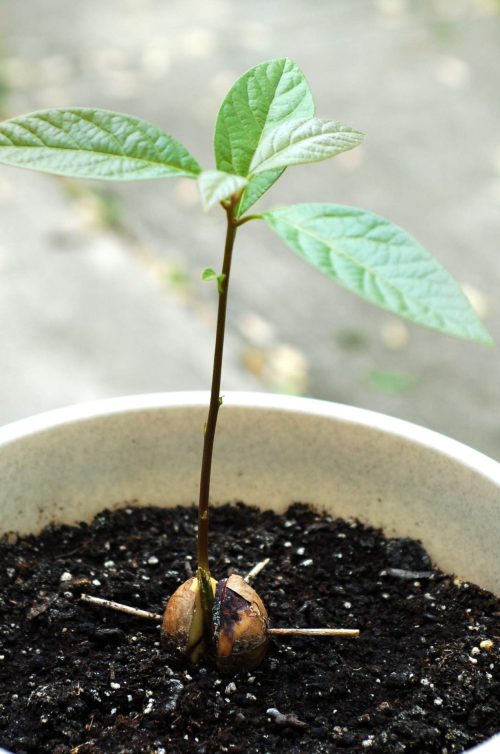 A potted avocado seed sprouting indoors, with new leaves emerging from the top of the seed.