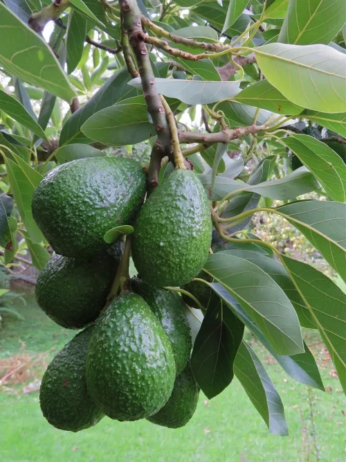 A cluster of ripe avocados hanging from a tree branch, ready for harvest.