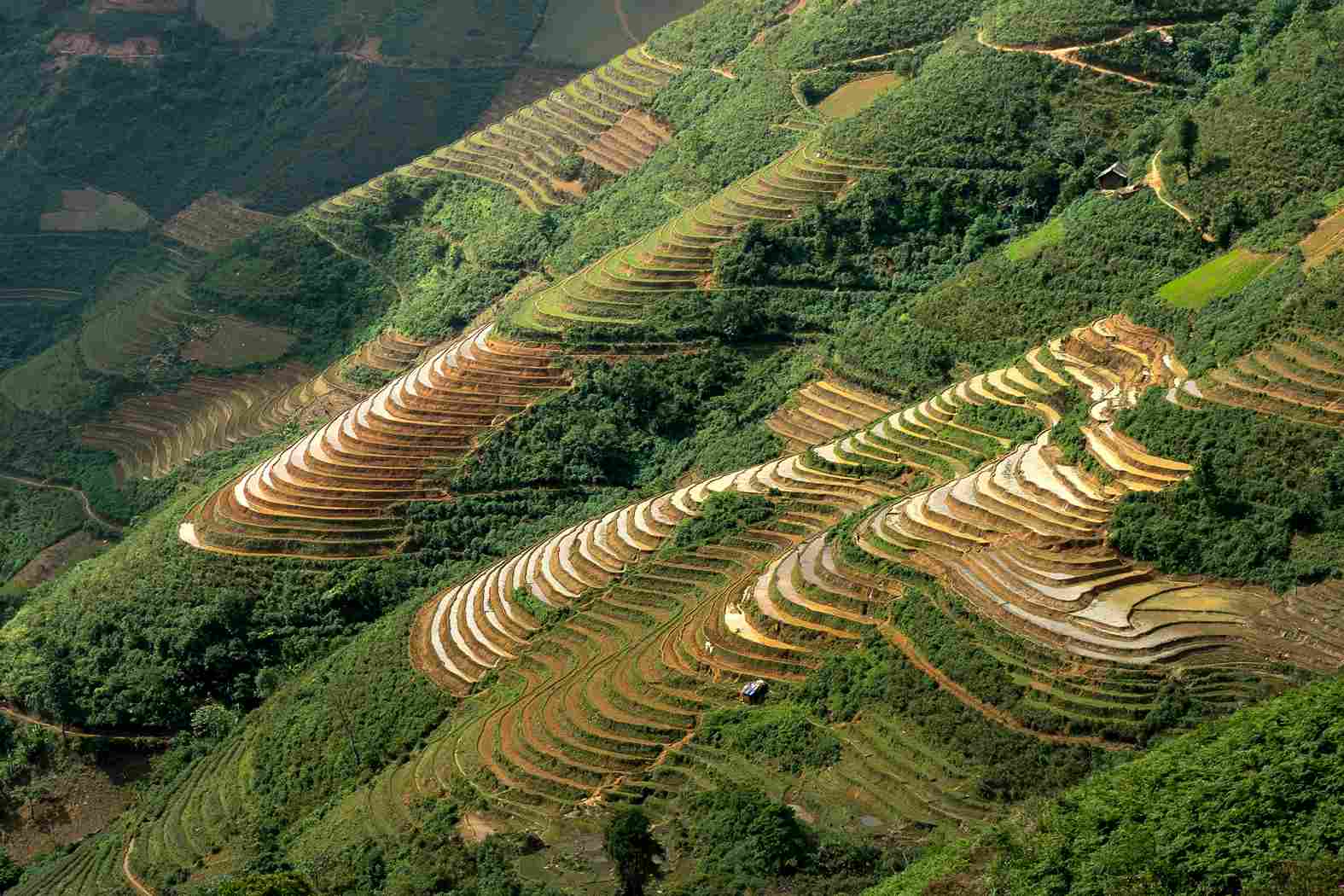 A scenic view of contour terrace farming on a hilly landscape, with neatly arranged terraces of crops such as barley or wheat, designed to prevent soil erosion and manage water runoff.