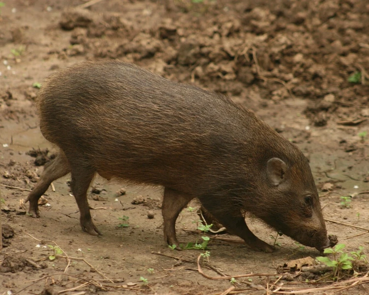 A pygmy hog in Assam's Orang National Park, standing 25-30 cm tall. 