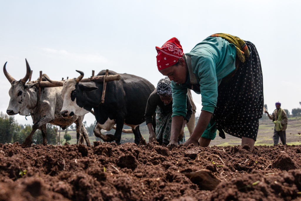 A farmer sowing wheat seeds in a field and using a plough to prepare the soil for planting, with traditional farming tools and techniques.