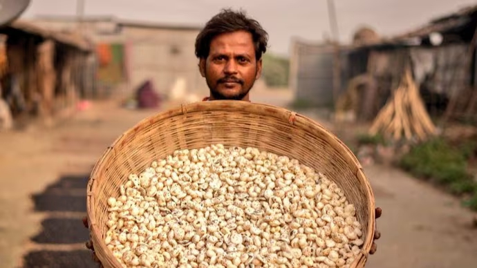 A farmer harvesting makhana from a well-managed field, showcasing the increased yields and improved income resulting from modern farming techniques.