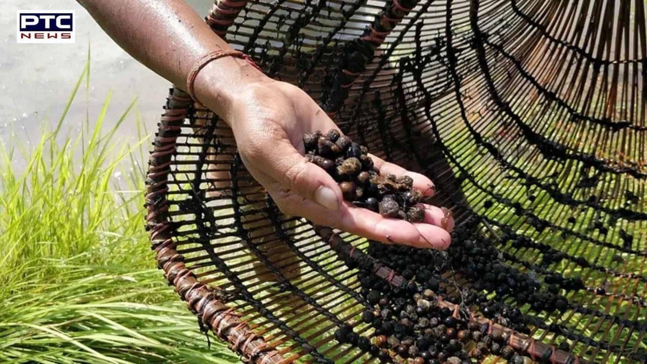 Mesh barriers around makhana fields safeguard crops from flood damage, ensuring a secure harvest.