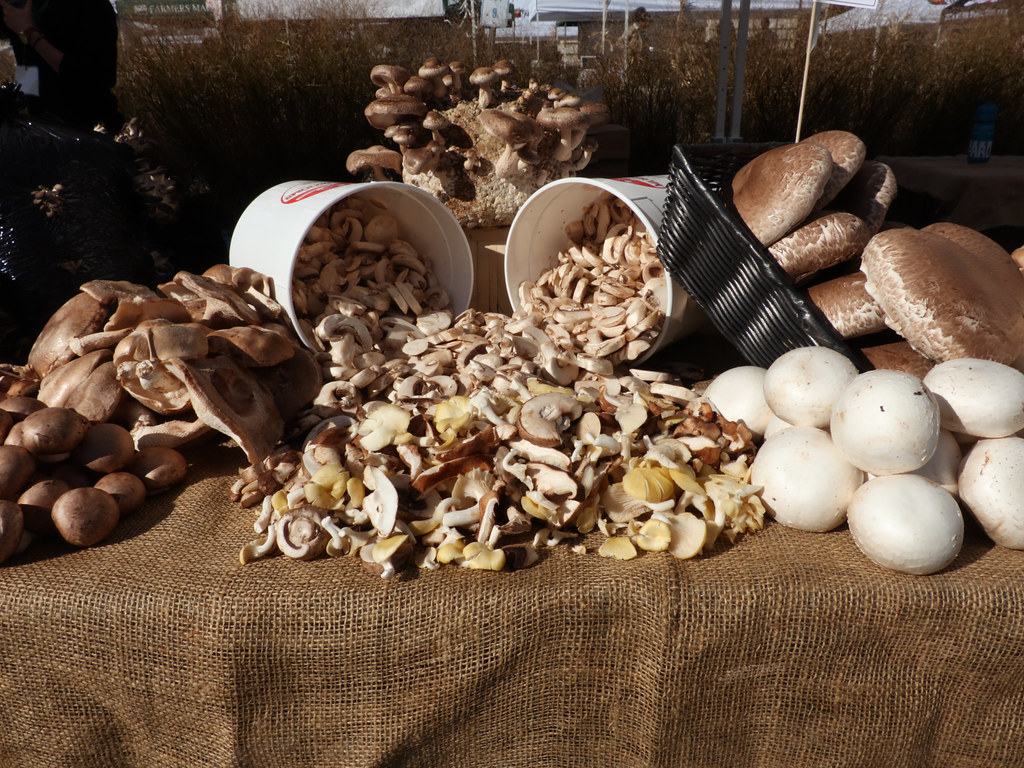 A variety of mushrooms harvested for use.