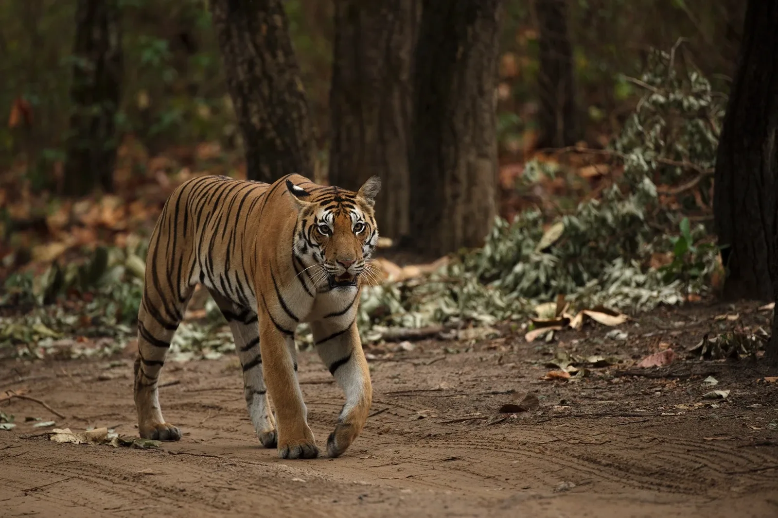 Assam's Orang National Park is home to around 26 bengal tigers. 