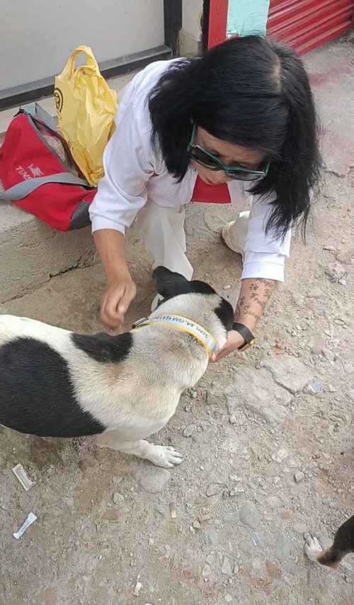 Ever rescued dog is provided a collar with a QR code containing all their medical details