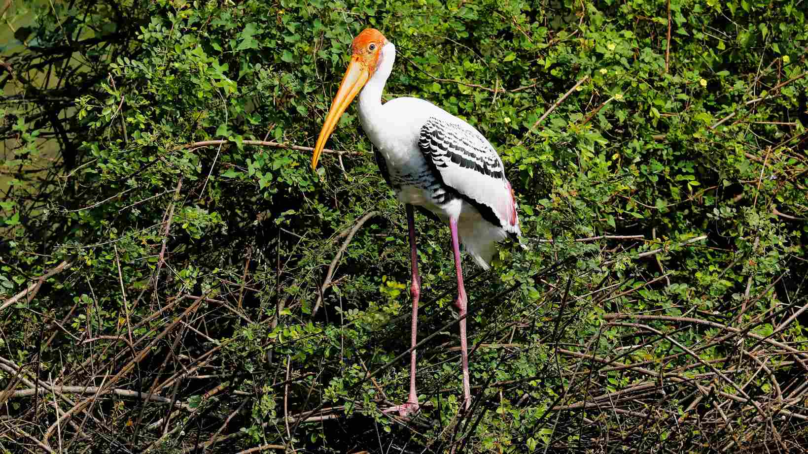 Painted stork on the tree branches.