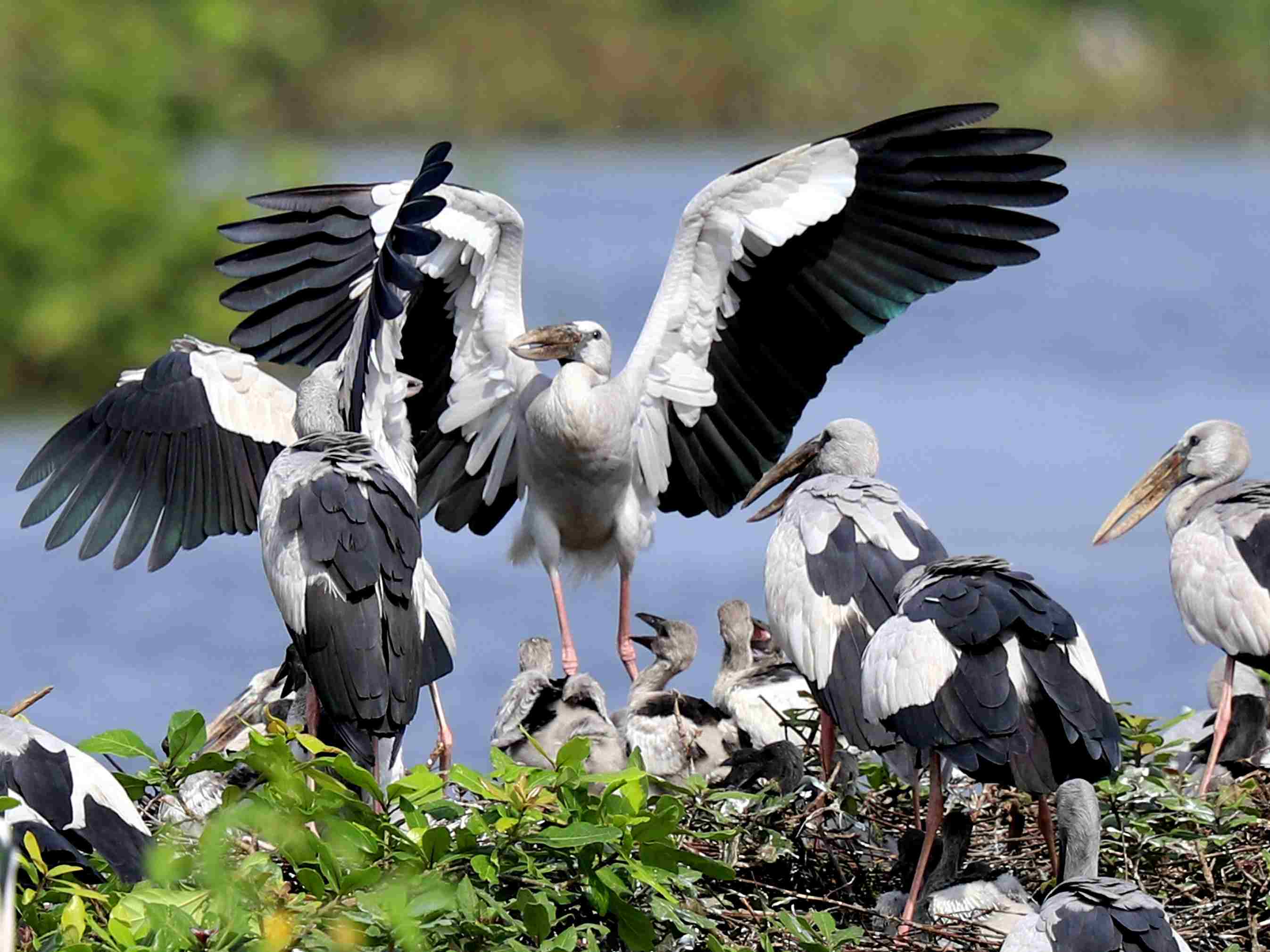 A flock of Asian Openbill spotted in Vedanthangal Bird Sanctuary.