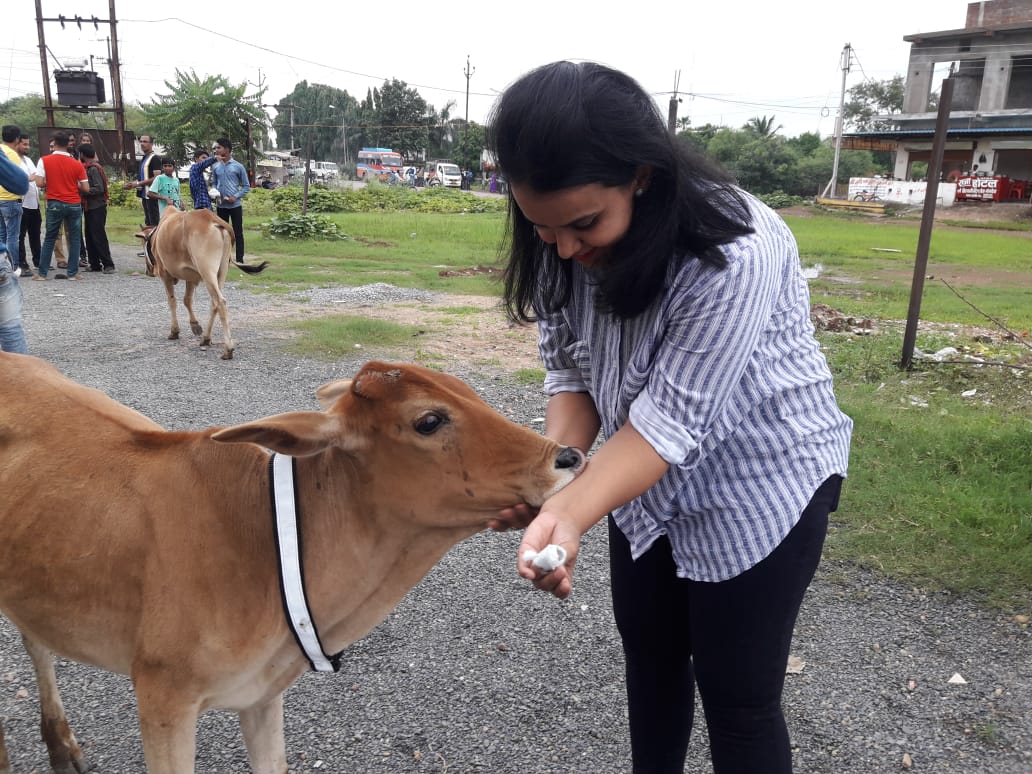 Cattle wearing reflective collars during a Pawsitivity collaring drive, enhancing visibility and safety on highways